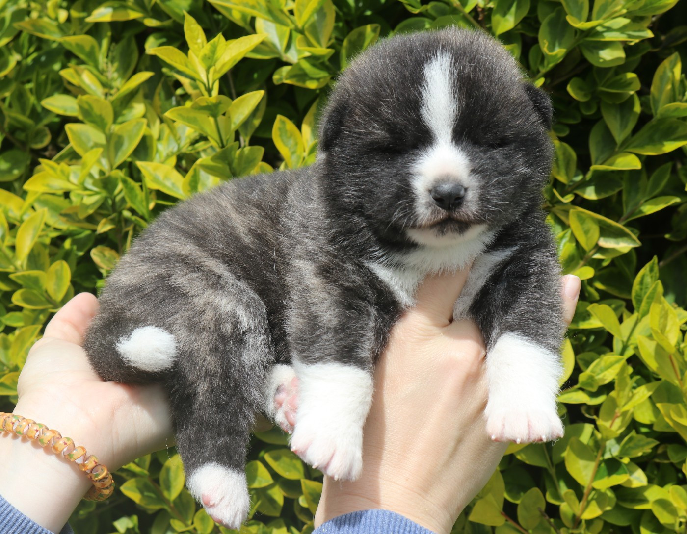 Des Fideles Akita Ken - Chiots disponibles - Akita