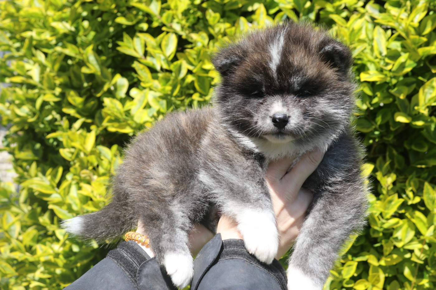 Des Fideles Akita Ken - Chiots disponibles - Akita