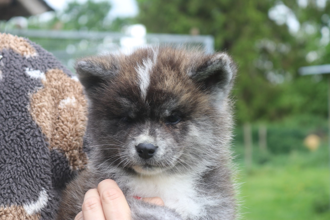 Des Fideles Akita Ken - Chiots disponibles - Akita