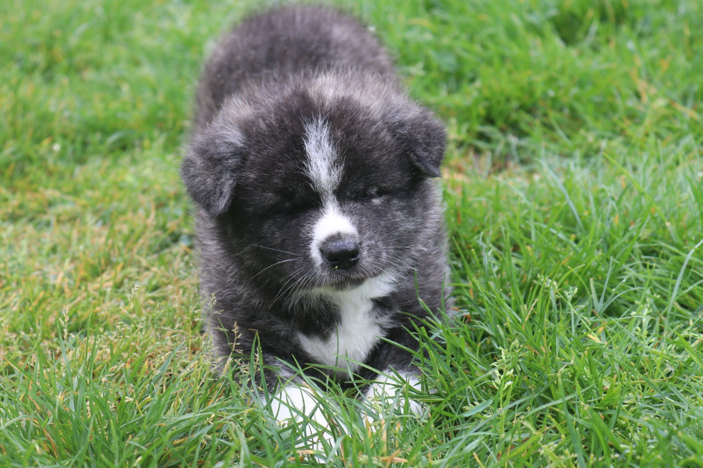Des Fideles Akita Ken - Chiots disponibles - Akita