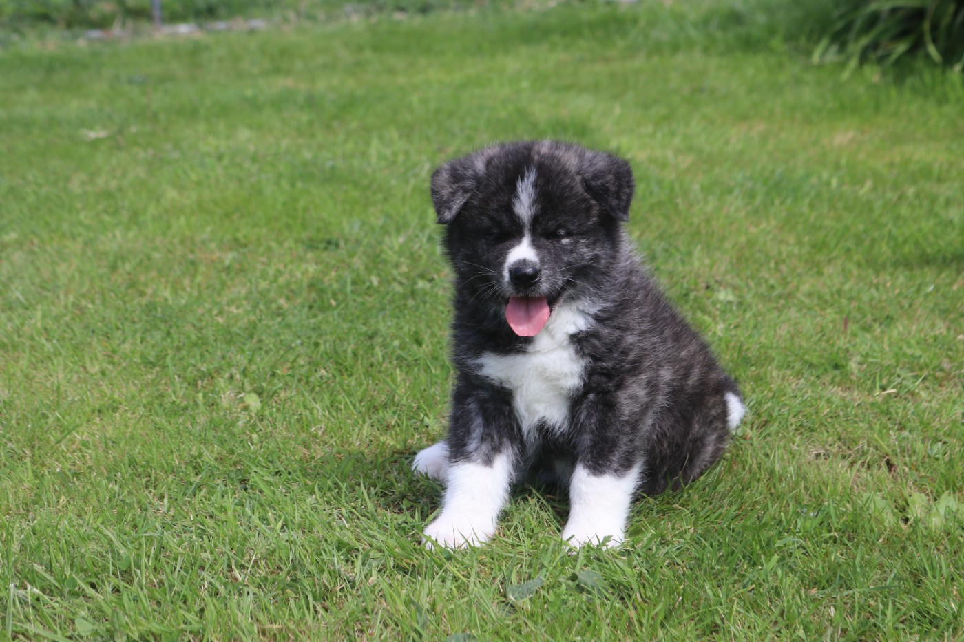 Des Fideles Akita Ken - Chiots disponibles - Akita