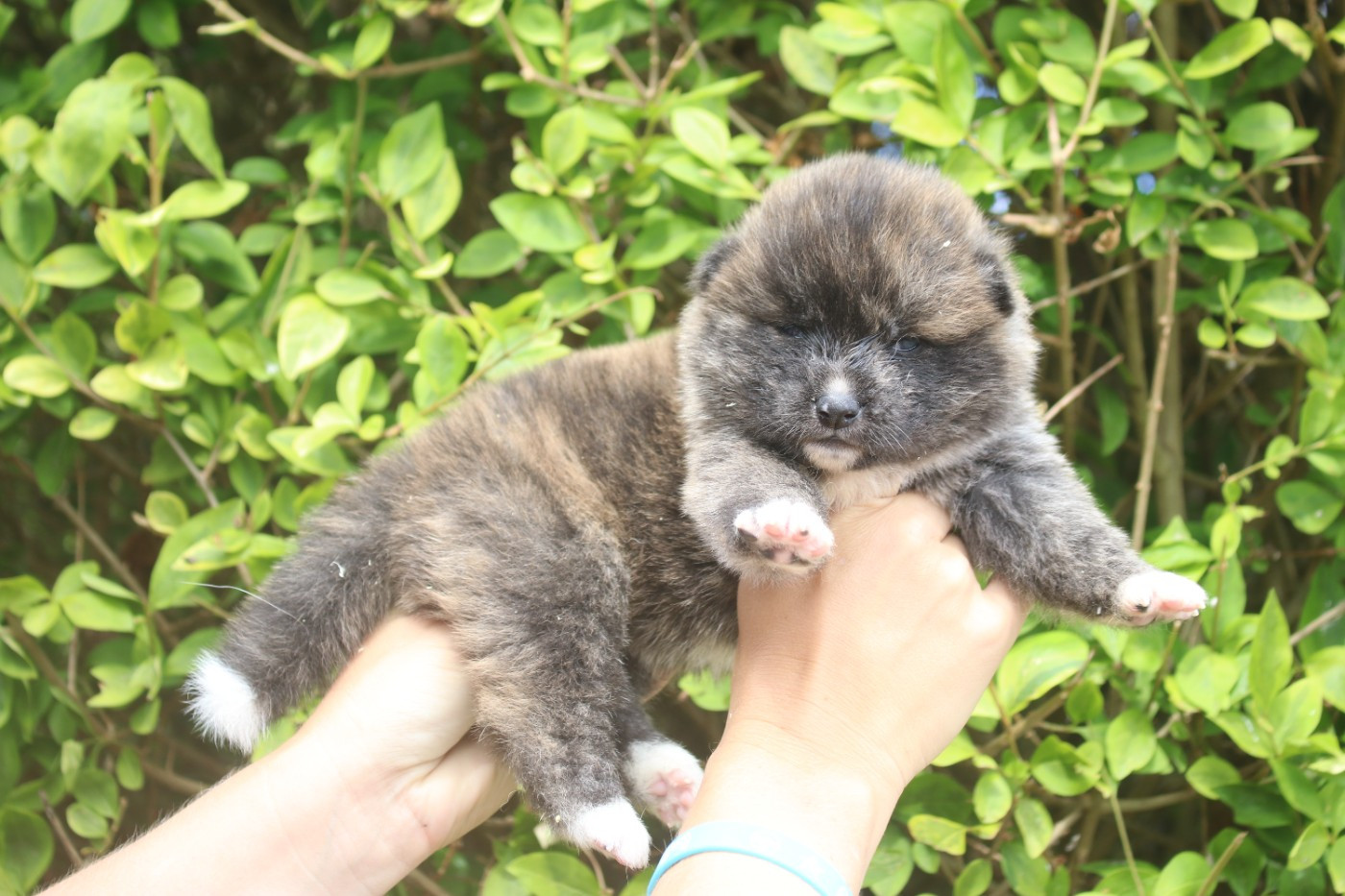 Des Fideles Akita Ken - Chiots disponibles - Akita