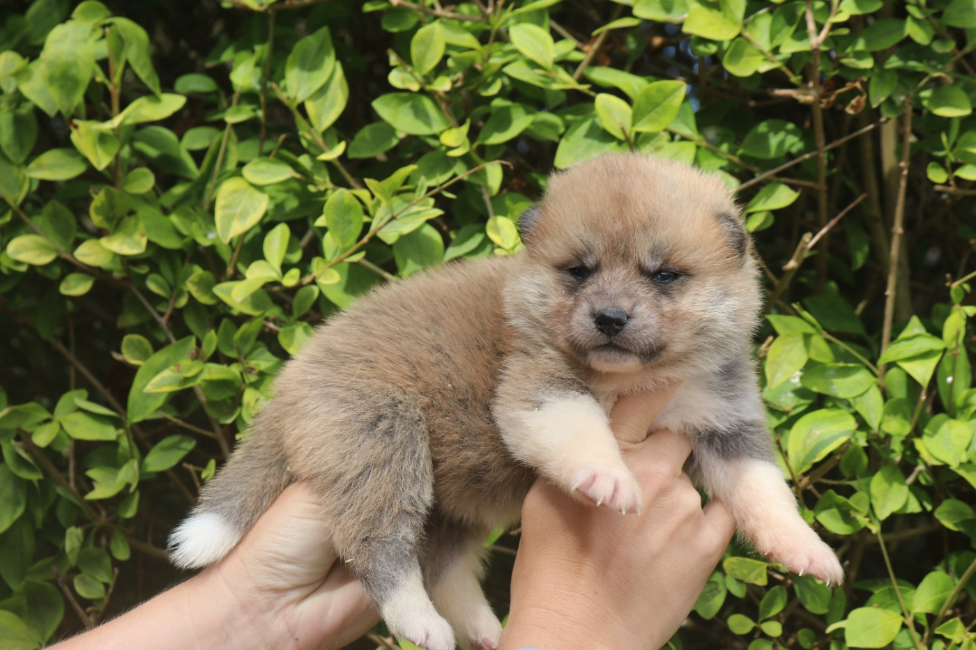 Des Fideles Akita Ken - Chiots disponibles - Akita