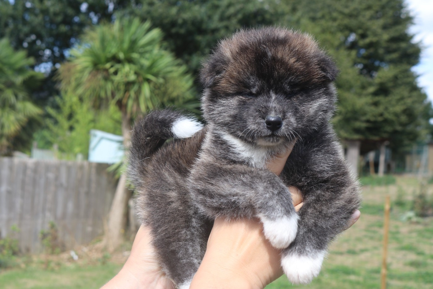 Des Fideles Akita Ken - Chiots disponibles - Akita