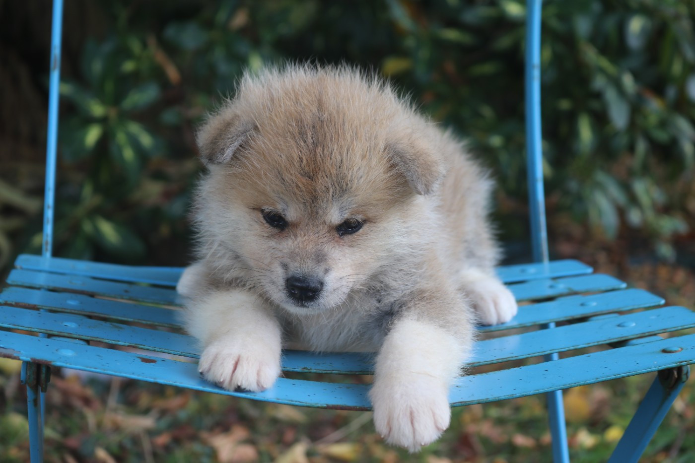 Des Fideles Akita Ken - Chiots disponibles - Akita