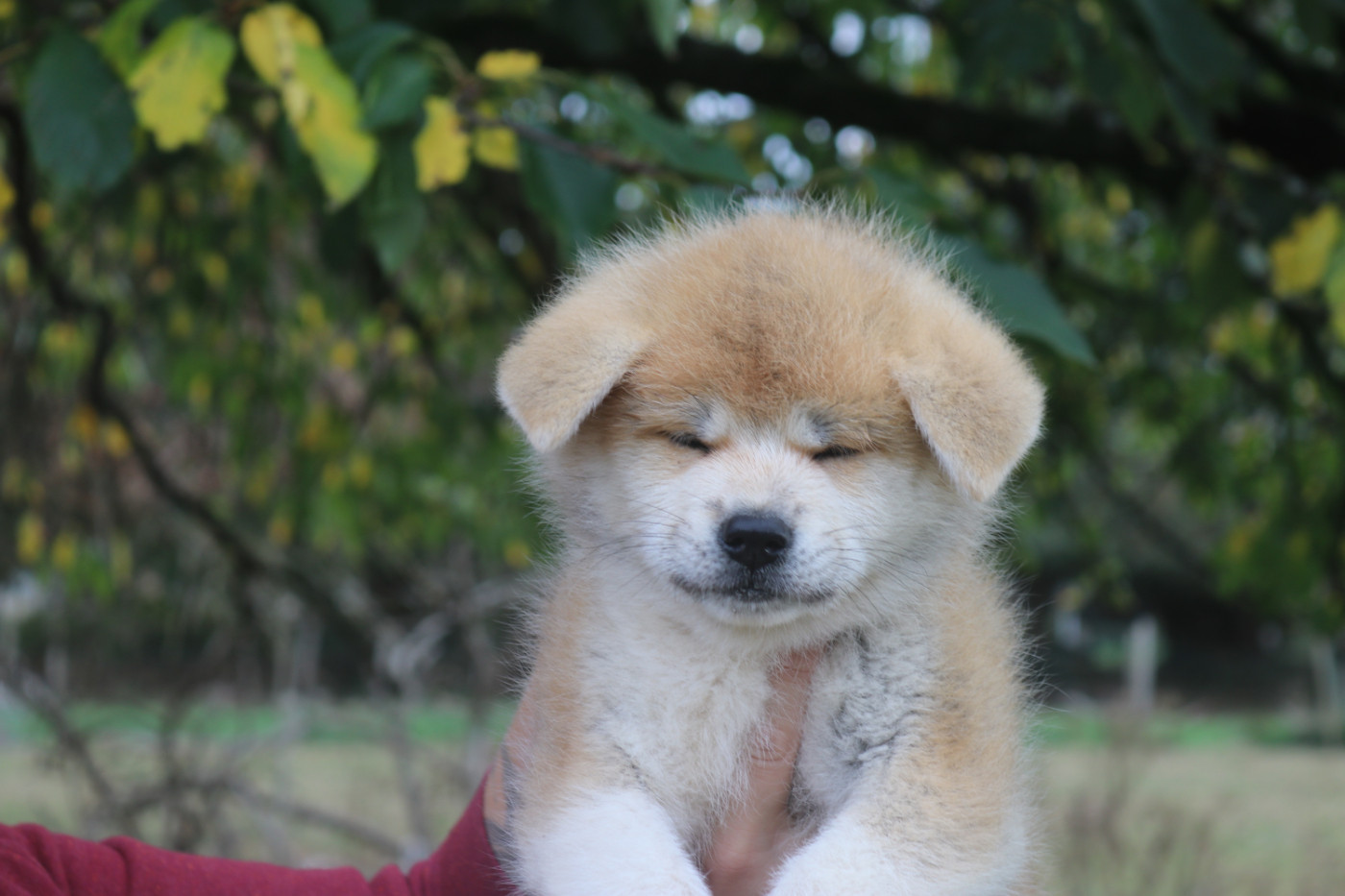 Des Fideles Akita Ken - Chiots disponibles - Akita