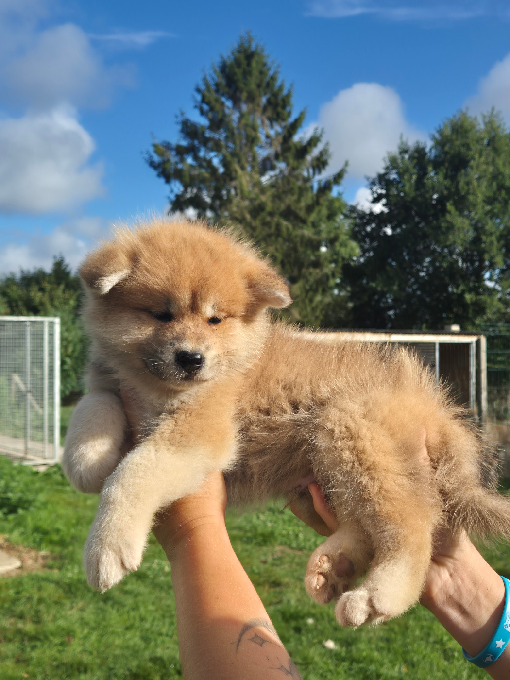Des Fideles Akita Ken - Chiots disponibles - Akita