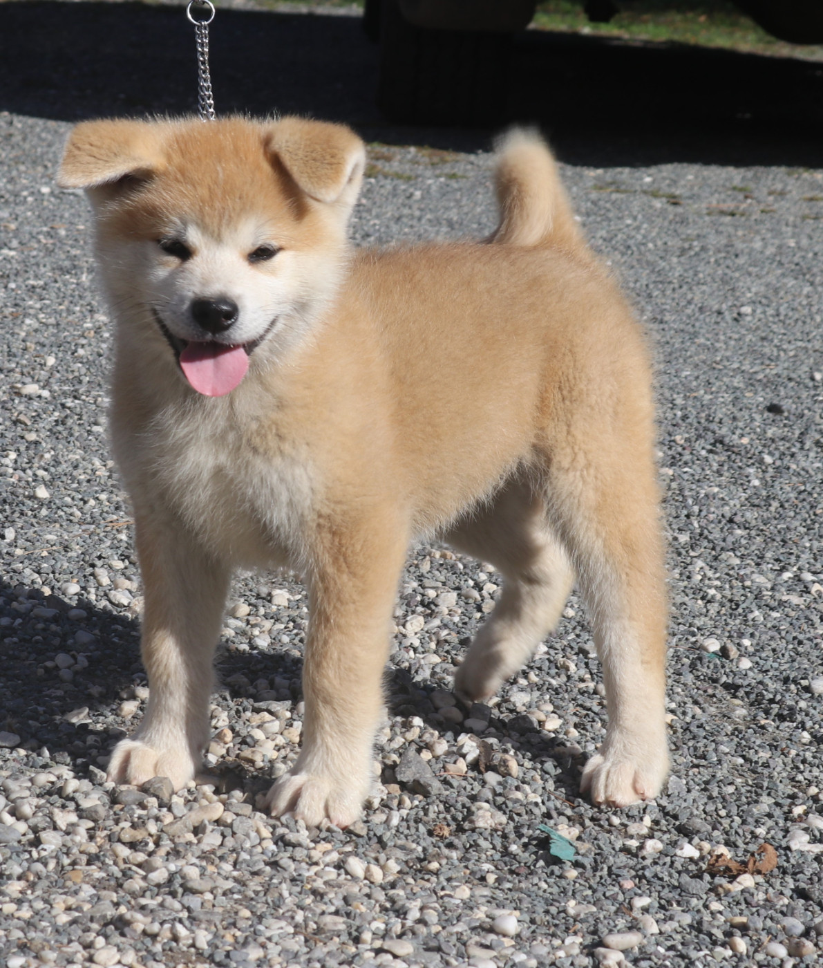 Des Fideles Akita Ken - Chiots disponibles - Akita