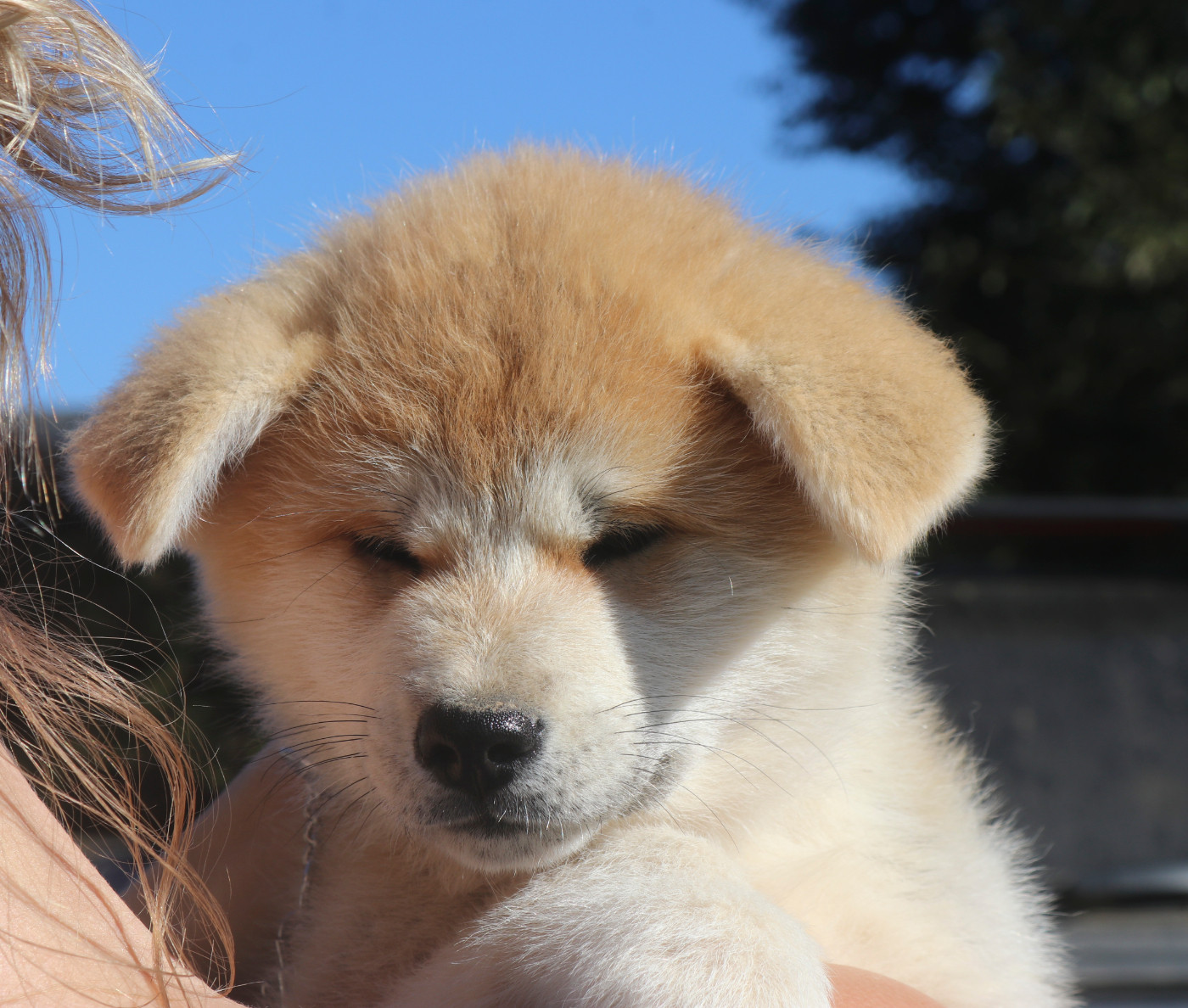 Des Fideles Akita Ken - Chiots disponibles - Akita