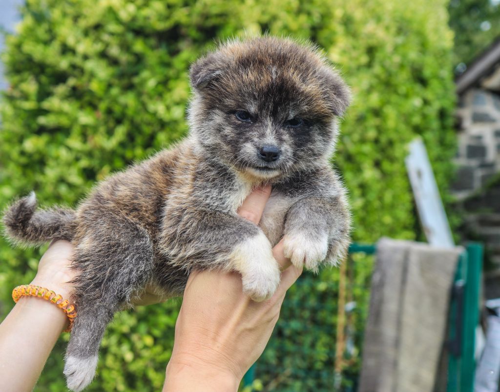 Des Fideles Akita Ken - Chiots disponibles - Akita