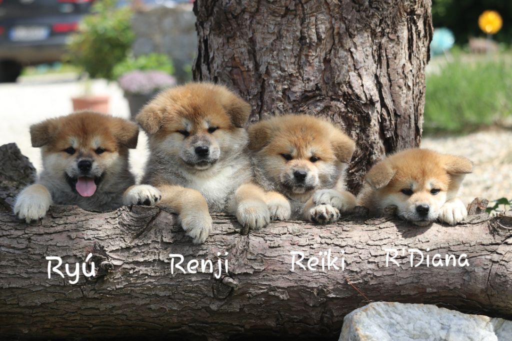 Des Fideles Akita Ken - Akita - Portée née le 24/03/2020