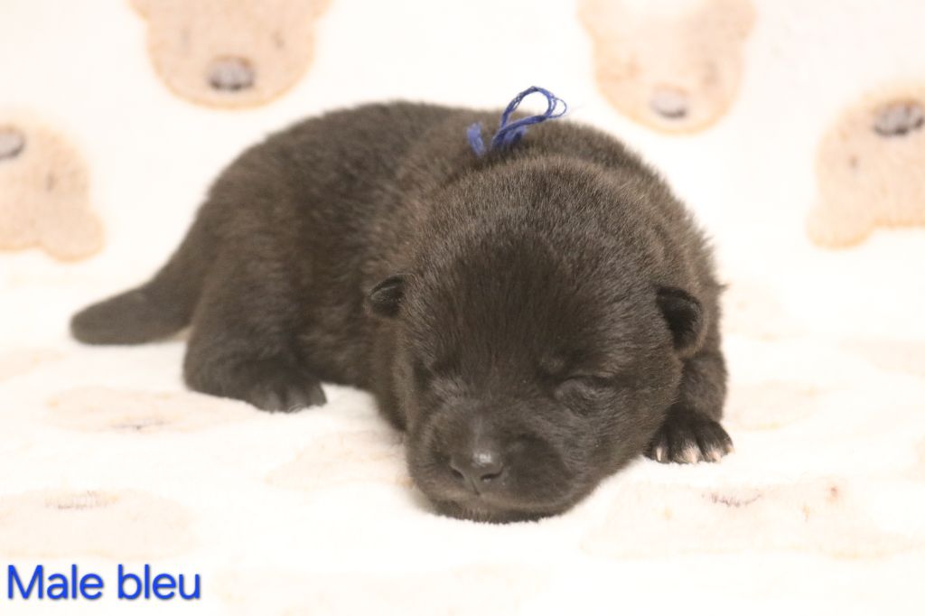 Des Fideles Akita Ken - Chiots disponibles - Kai