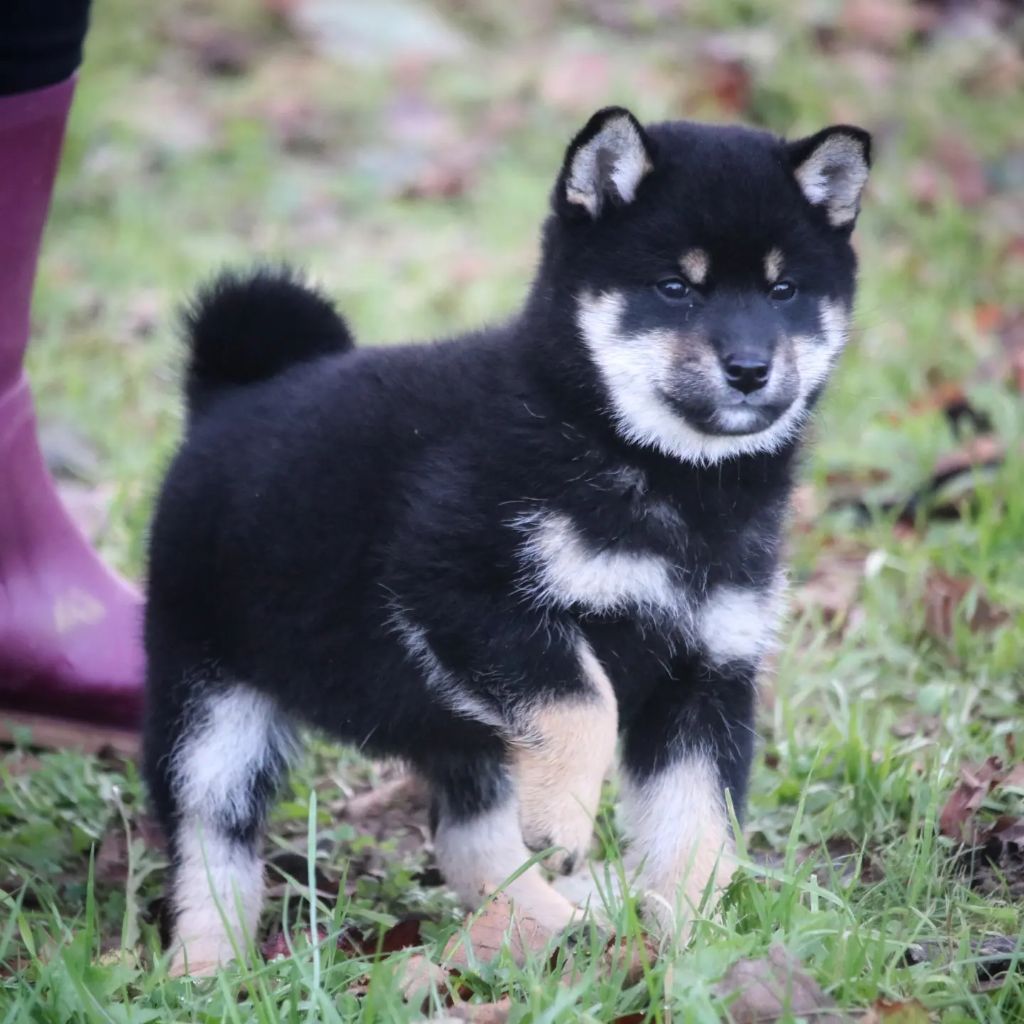 Des Fideles Akita Ken - Shiba - Portée née le 14/10/2022