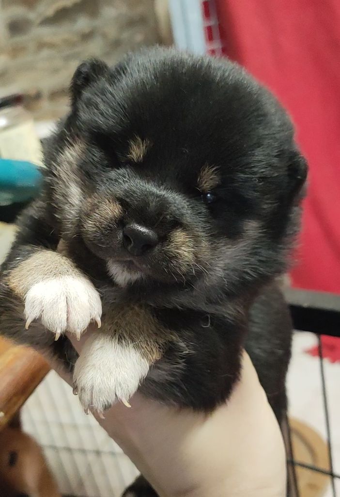 Des Fideles Akita Ken - Shiba - Portée née le 09/02/2024