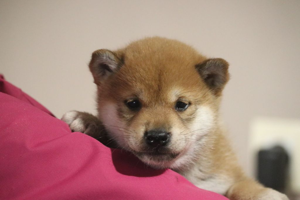 Des Fideles Akita Ken - Shiba - Portée née le 26/09/2022