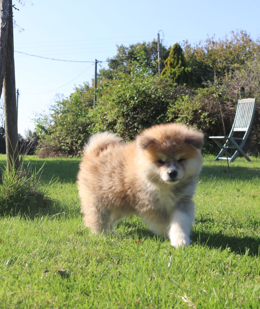 Des Fideles Akita Ken - Akita - Portée née le 10/08/2025