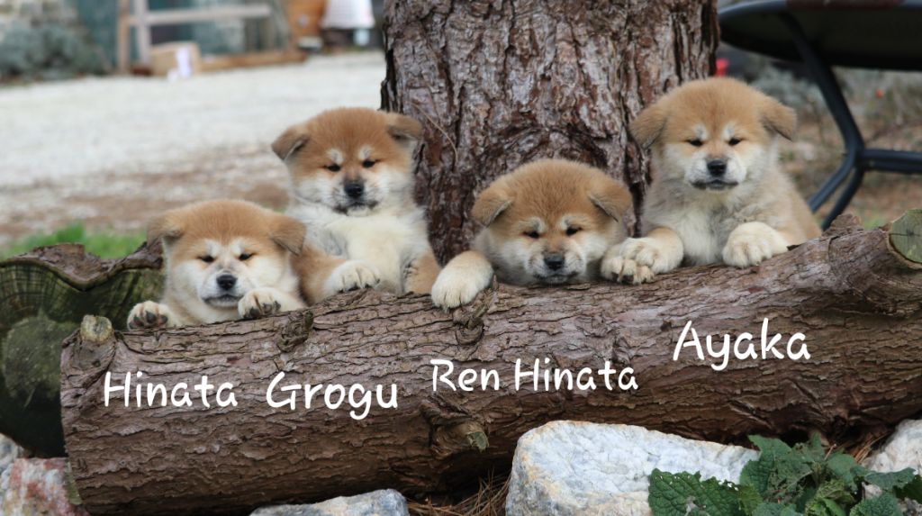 Des Fideles Akita Ken - Akita - Portée née le 28/11/2020