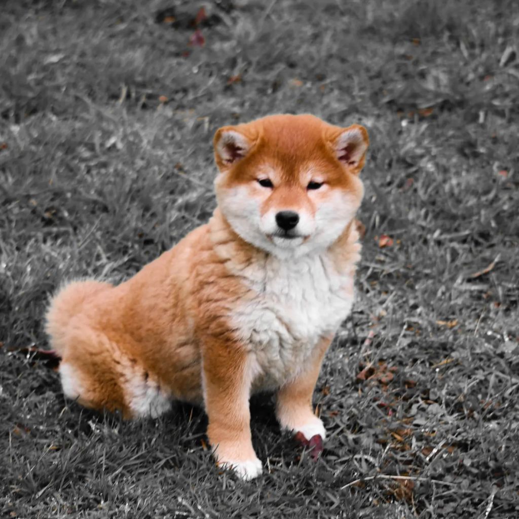 Des Fideles Akita Ken - Shiba - Portée née le 10/01/2023