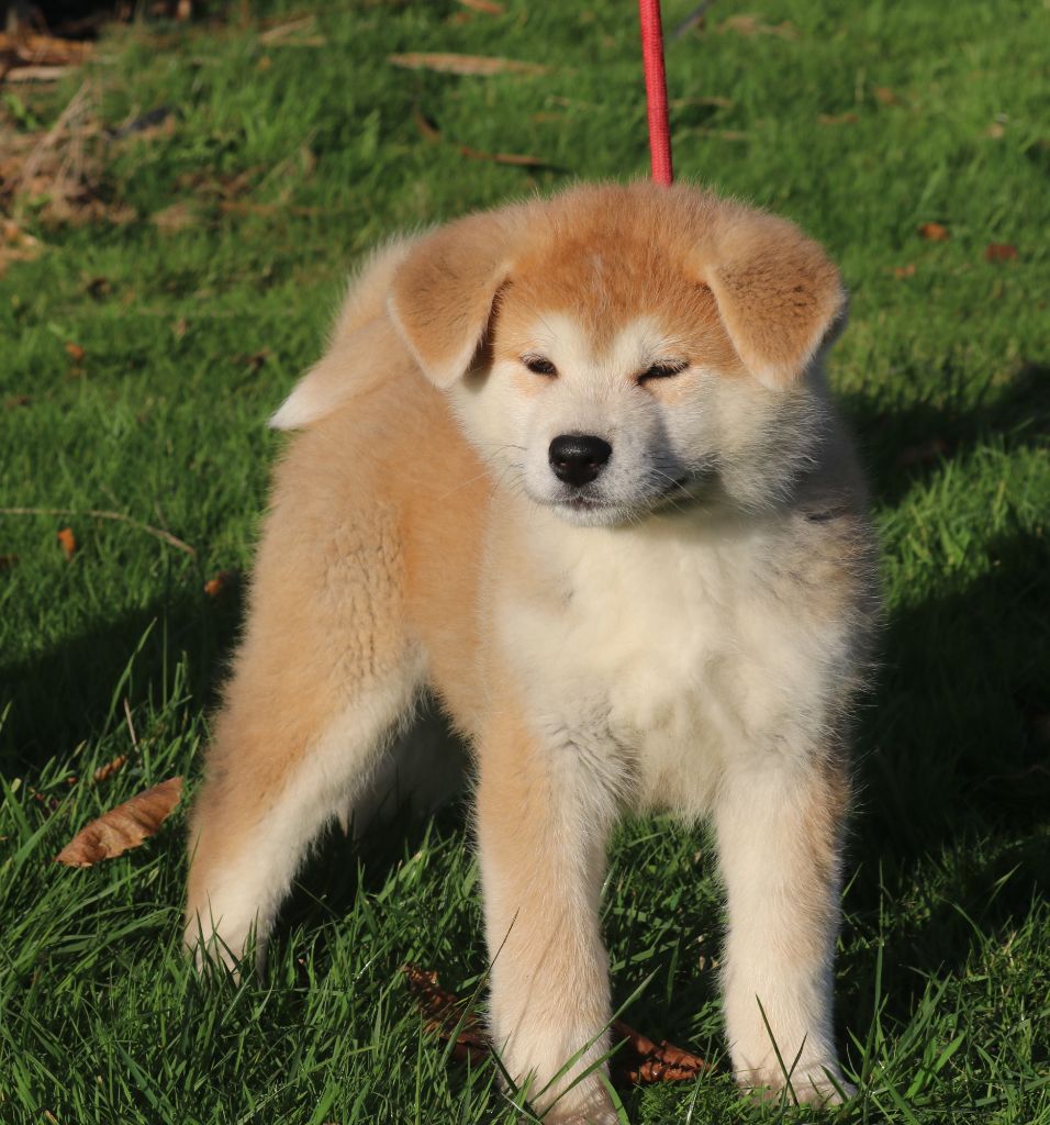 Des Fideles Akita Ken - Akita - Portée née le 26/08/2025