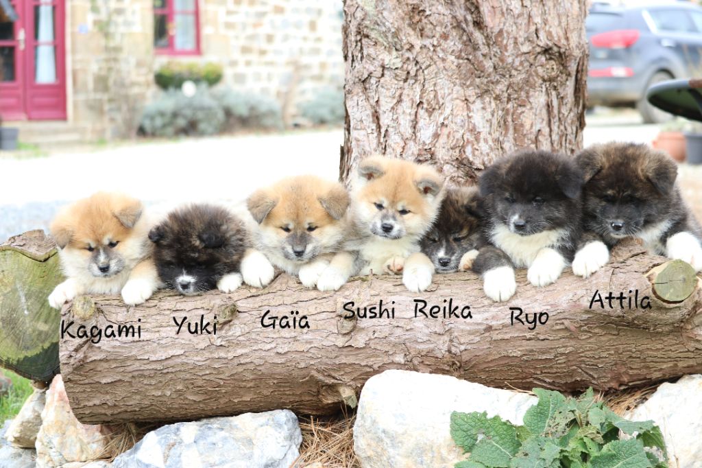 Des Fideles Akita Ken - Akita - Portée née le 05/12/2020