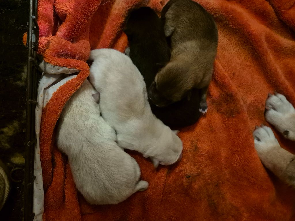 Chiot Shiba Des Fideles Akita Ken