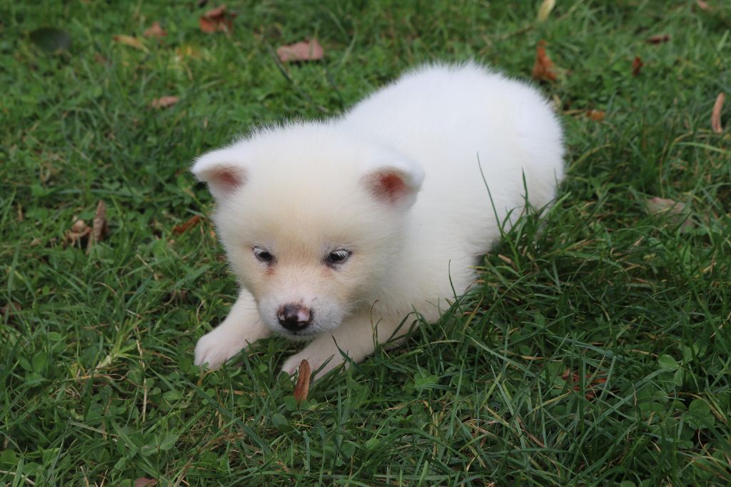 Des Fideles Akita Ken - Chiots disponibles - Akita