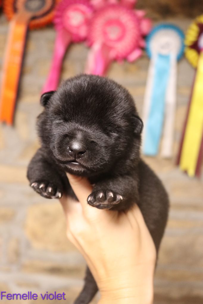 Des Fideles Akita Ken - Chiots disponibles - Kai