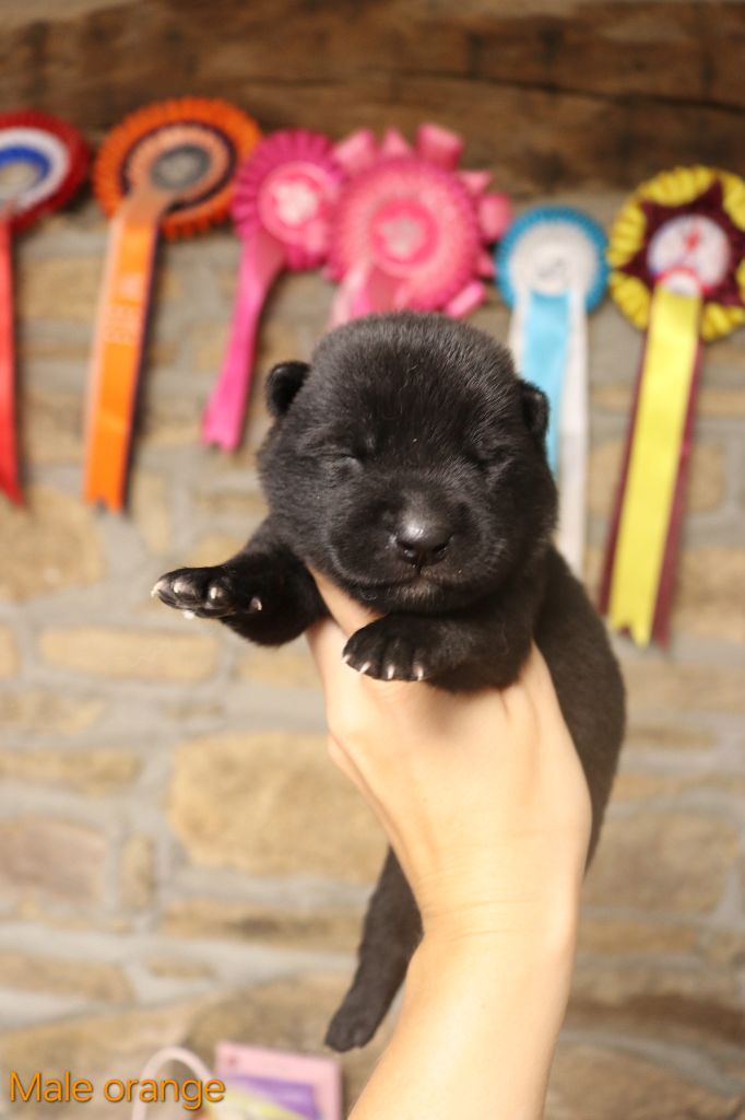 Des Fideles Akita Ken - Chiots disponibles - Kai