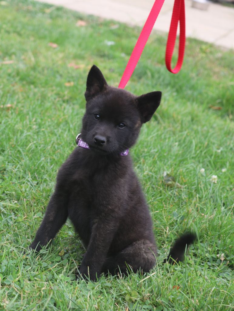 Des Fideles Akita Ken - Chiots disponibles - Kai