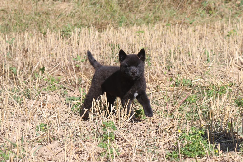 Des Fideles Akita Ken - Chiots disponibles - Kai