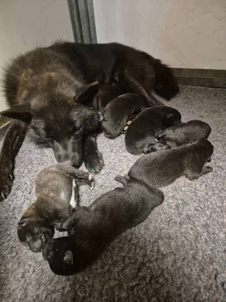 Chiot Kai Des Fideles Akita Ken