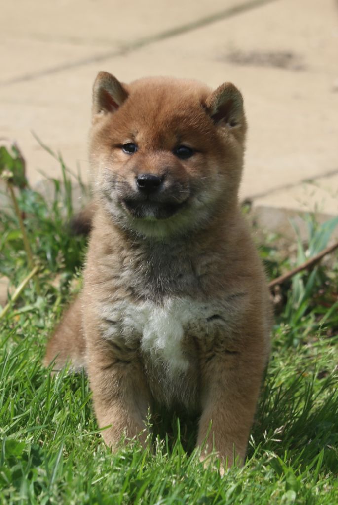 Des Fideles Akita Ken - Shiba - Portée née le 13/03/2023