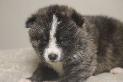 Vito 