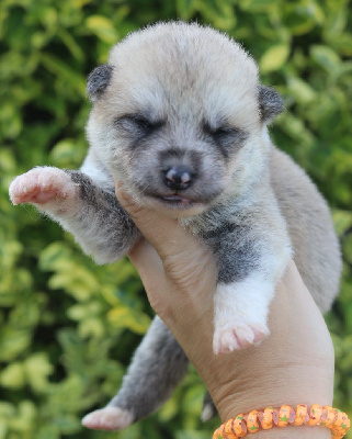 CHIOT