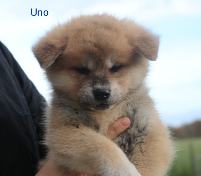 Uno 