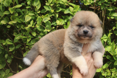 CHIOT 3