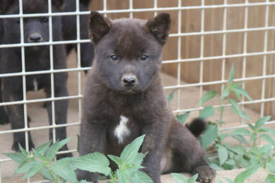 B'Kuro