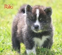Riki Go