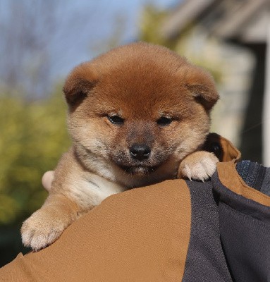 Tell Me Baby "Eevee"