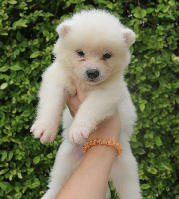 CHIOT