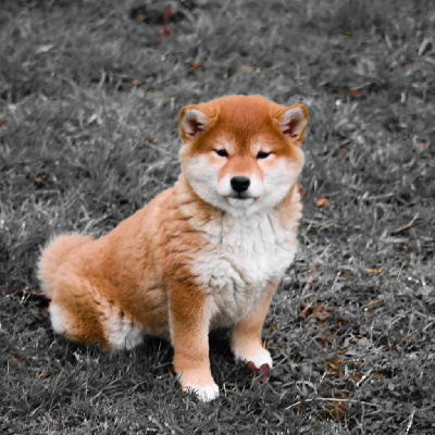 Ukiko