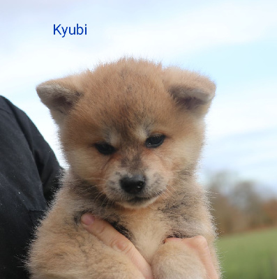 U'Kyubi