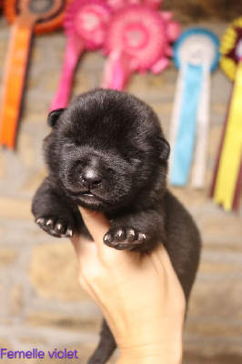 CHIOT
