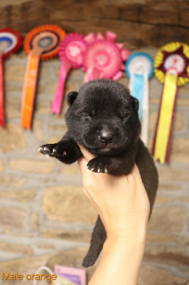 CHIOT