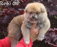 Reïki Go 