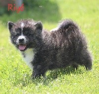 Riyó Go