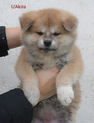 U'Akira