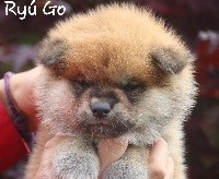 Ryú Go