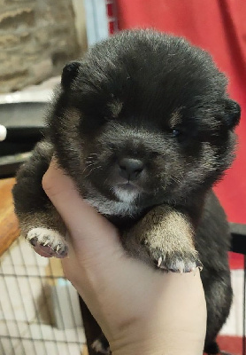 CHIOT