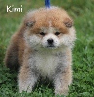 R'Kimi